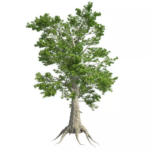 Sass Afras Tree Low-poly 3D model_0