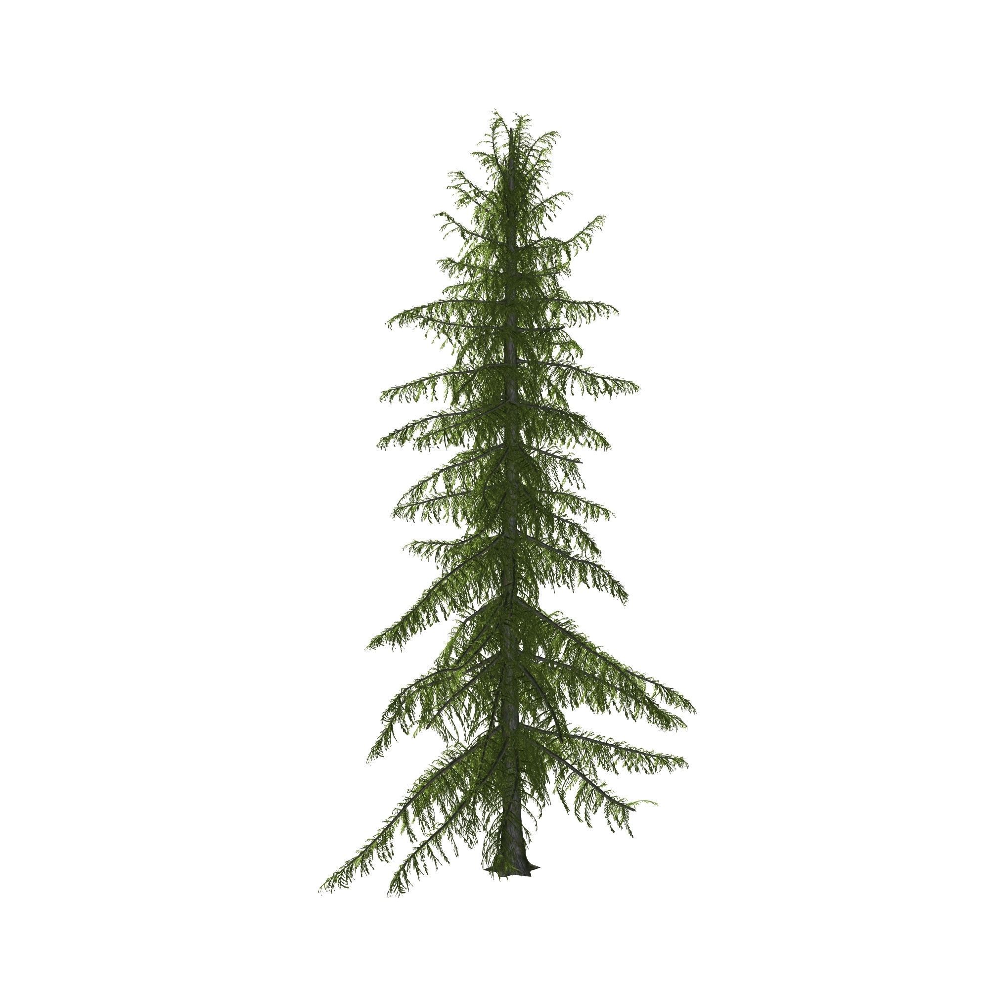 Alaska Cedar tree 3D model_4