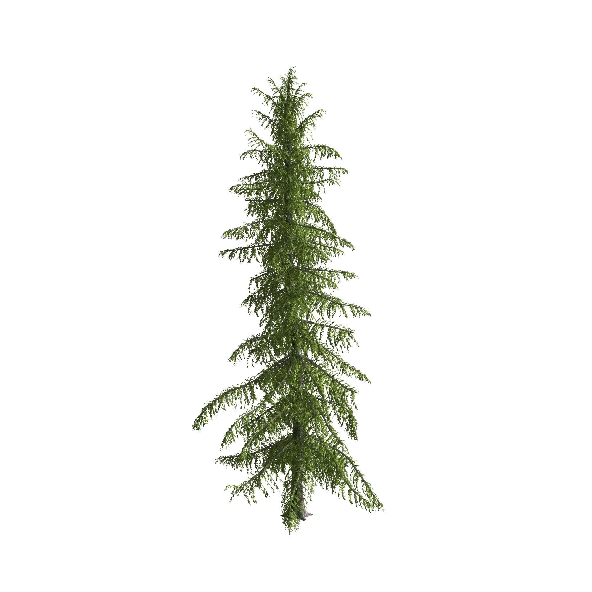 Alaska Cedar tree 3D model_7