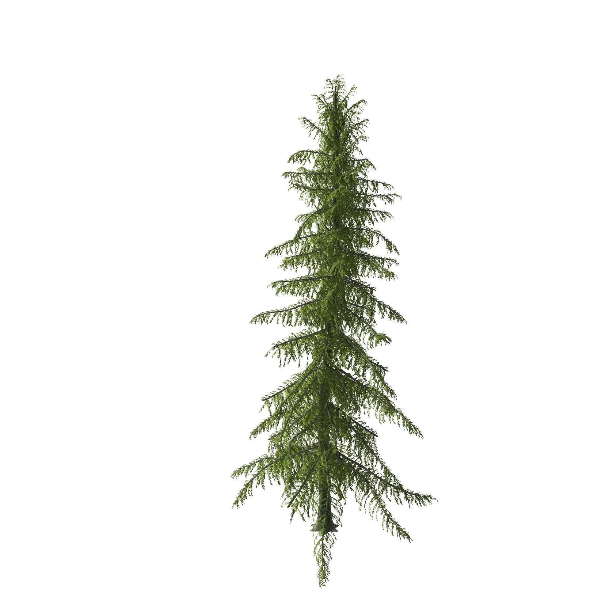 Alaska Cedar tree 3D model_2