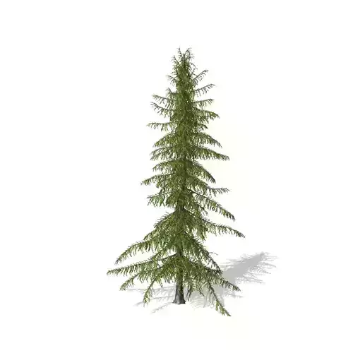 Alaska Cedar tree