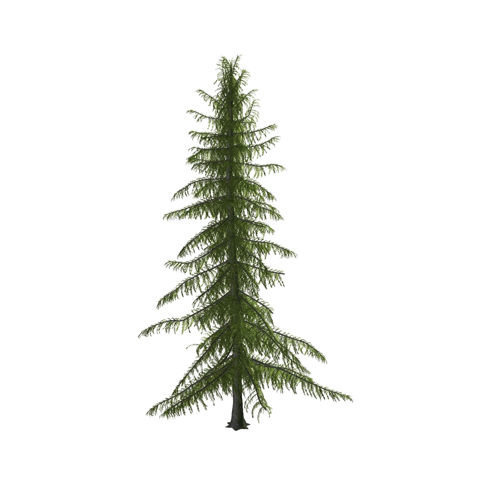 Alaska Cedar tree 3D model_5