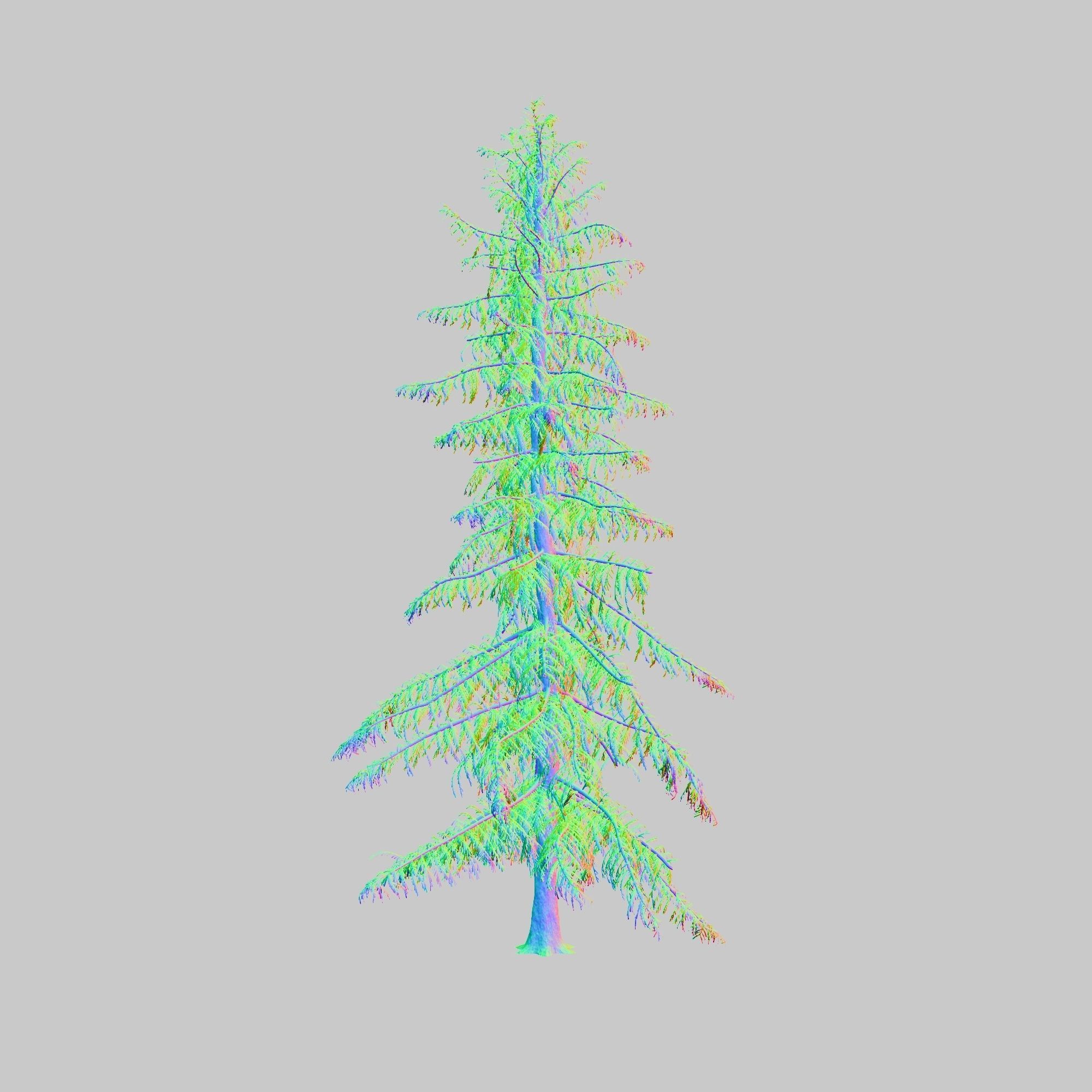Alaska Cedar tree 3D model_9