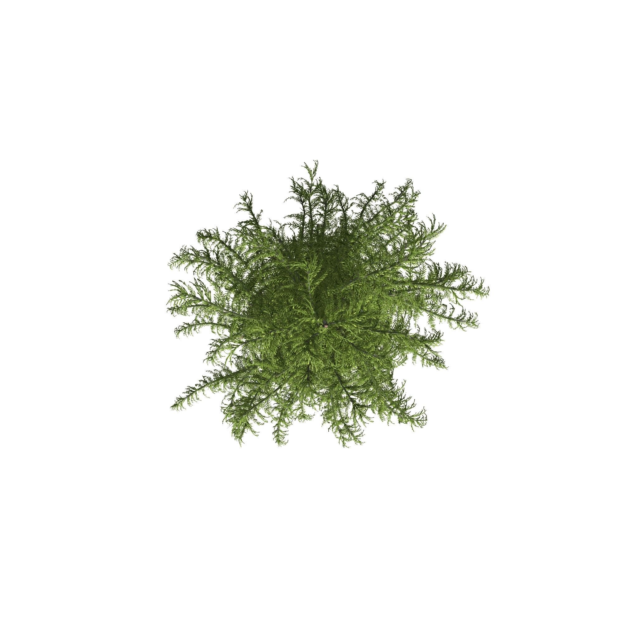 Alaska Cedar tree 3D model_8