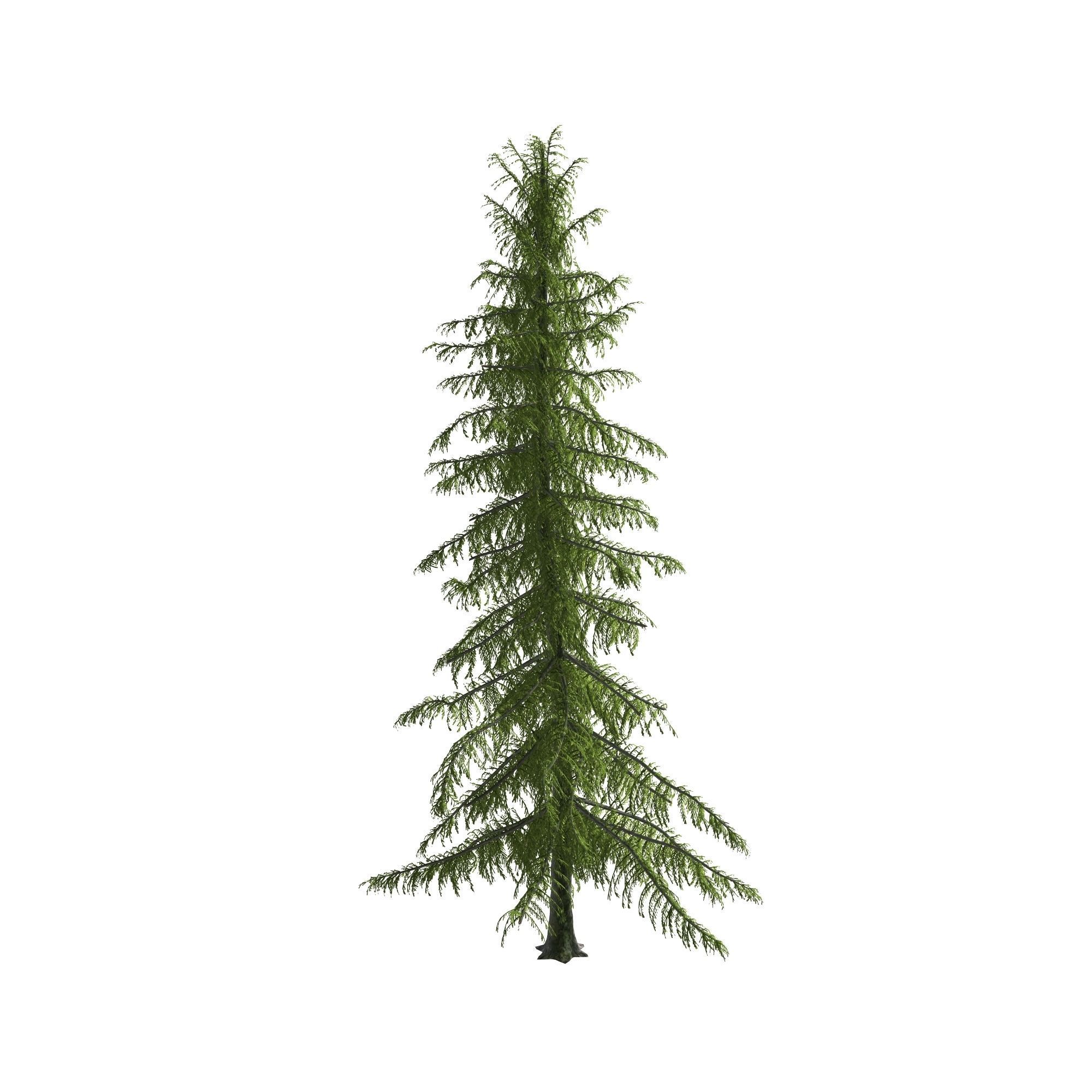 Alaska Cedar tree 3D model_6