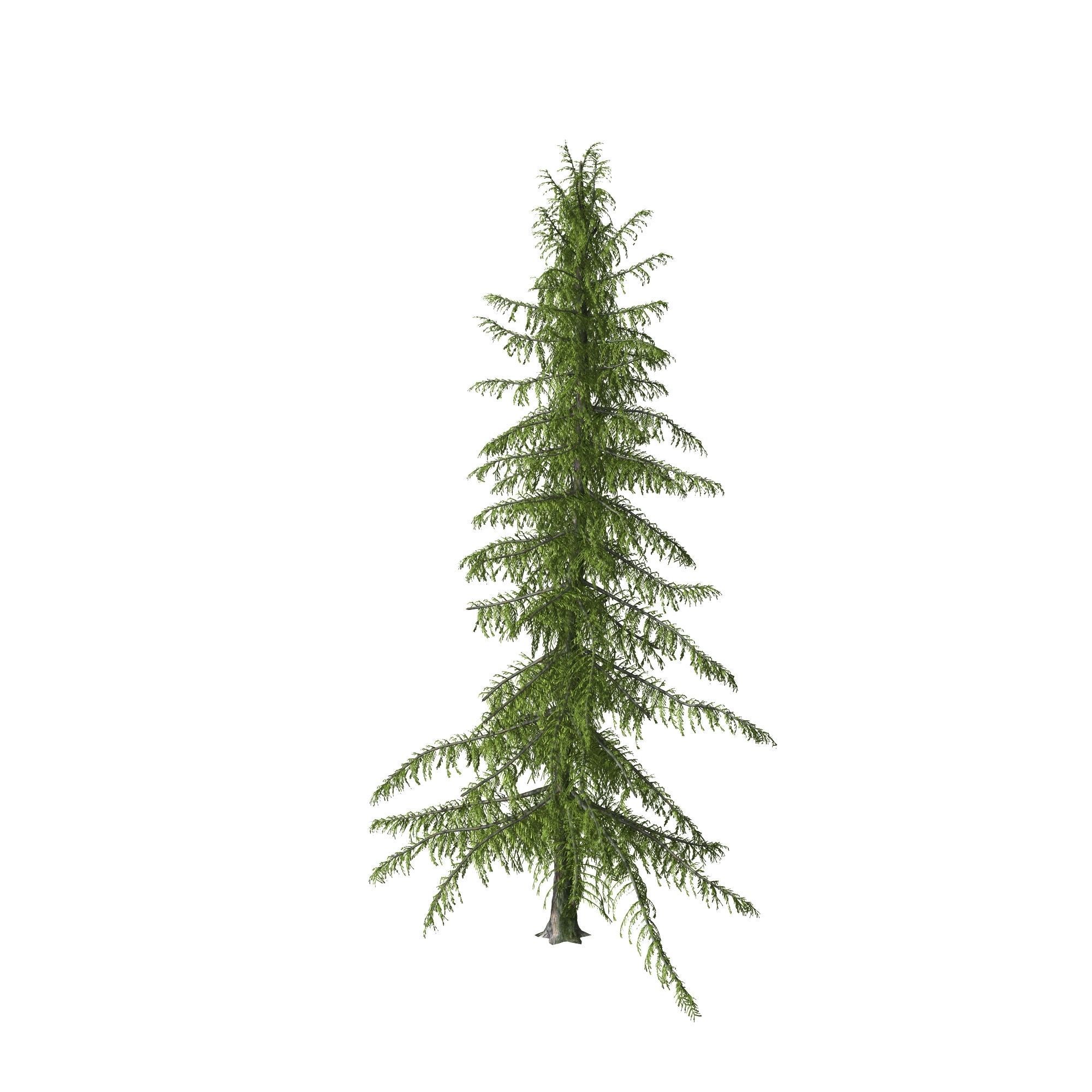 Alaska Cedar tree 3D model_1