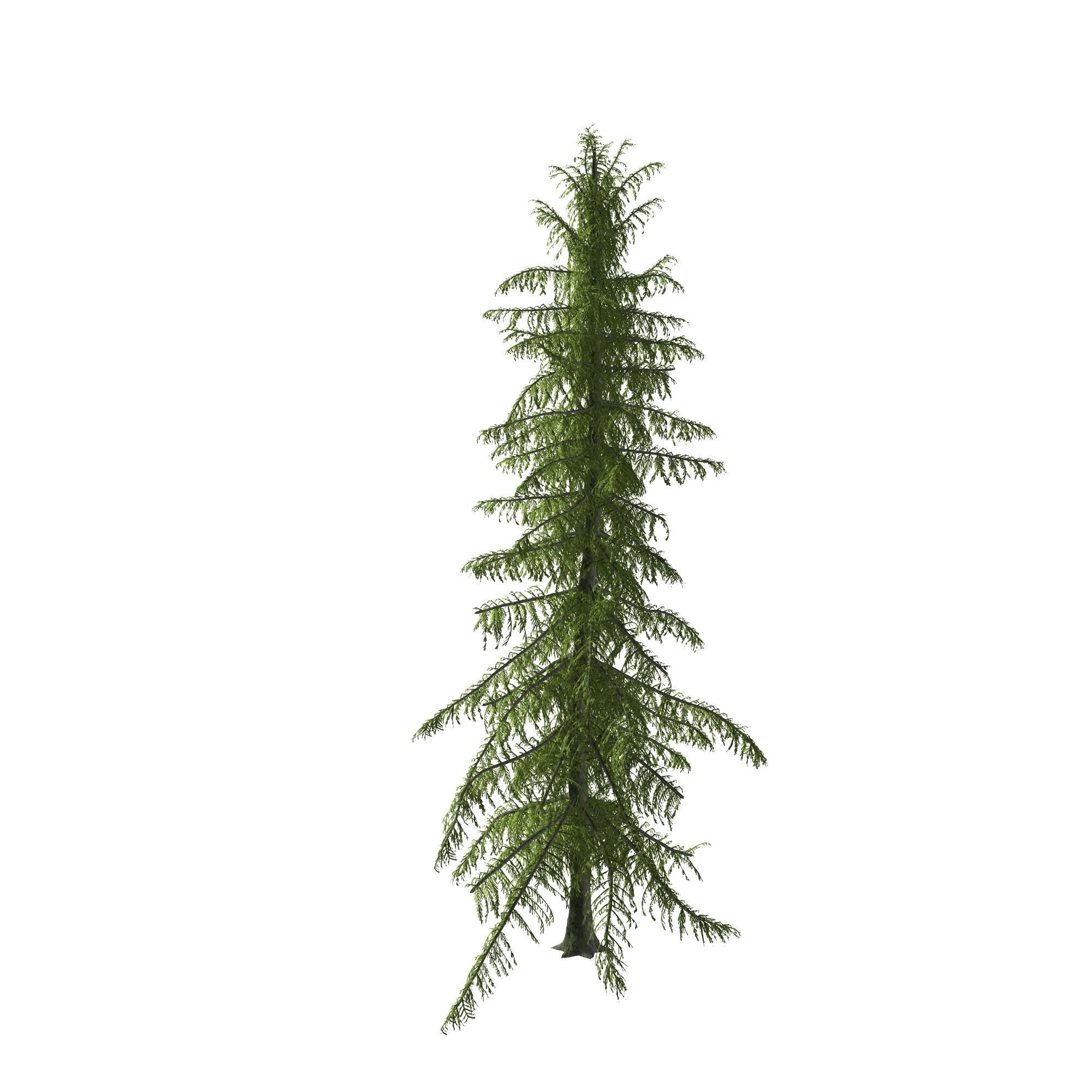 Alaska Cedar tree 3D model_3