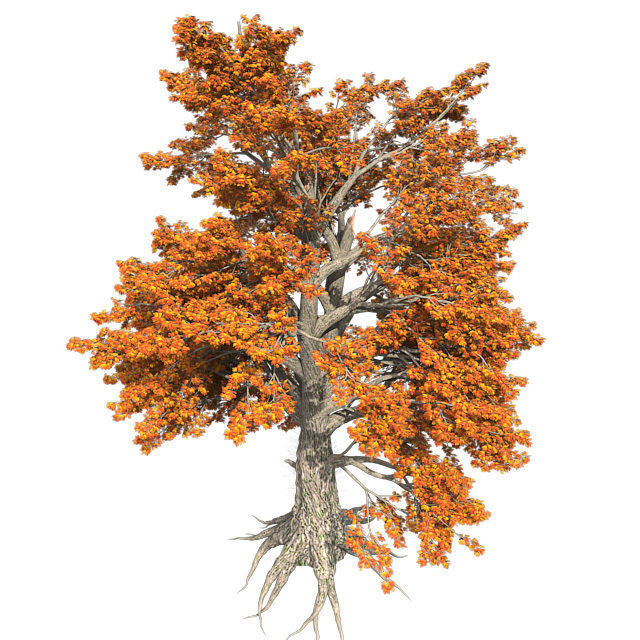 Sassafras Fall Tree Low-poly 3D model_1