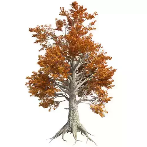 Sassafras Fall Tree Low-poly 3D model