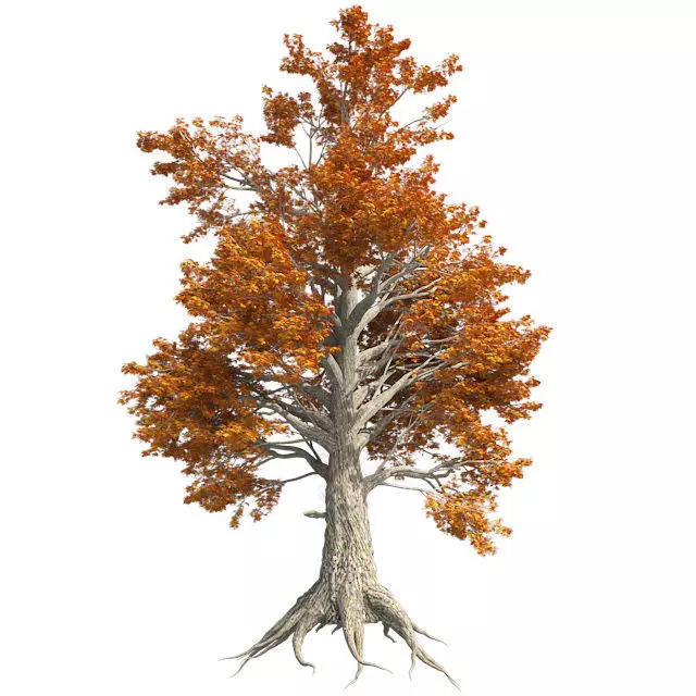 Sassafras Fall Tree Low-poly 3D model_0