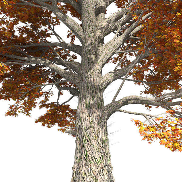 Sassafras Fall Tree Low-poly 3D model_3