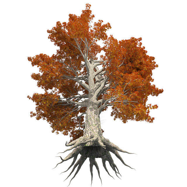 Sassafras Fall Tree Low-poly 3D model_2