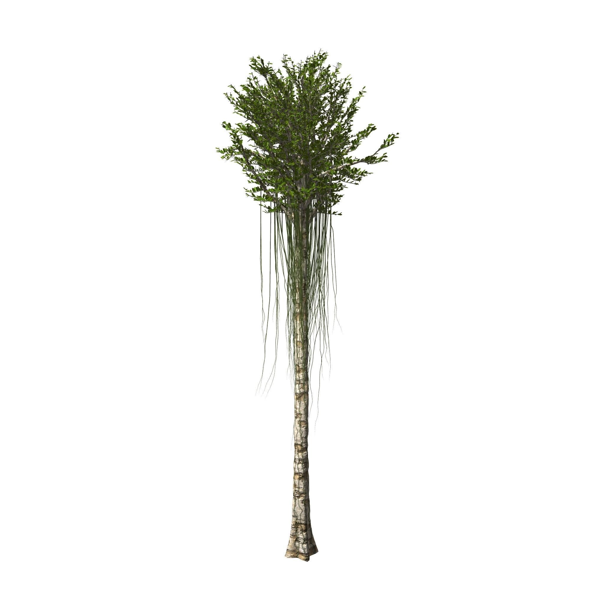 Aquilaria Agarwood tree 3D model_3