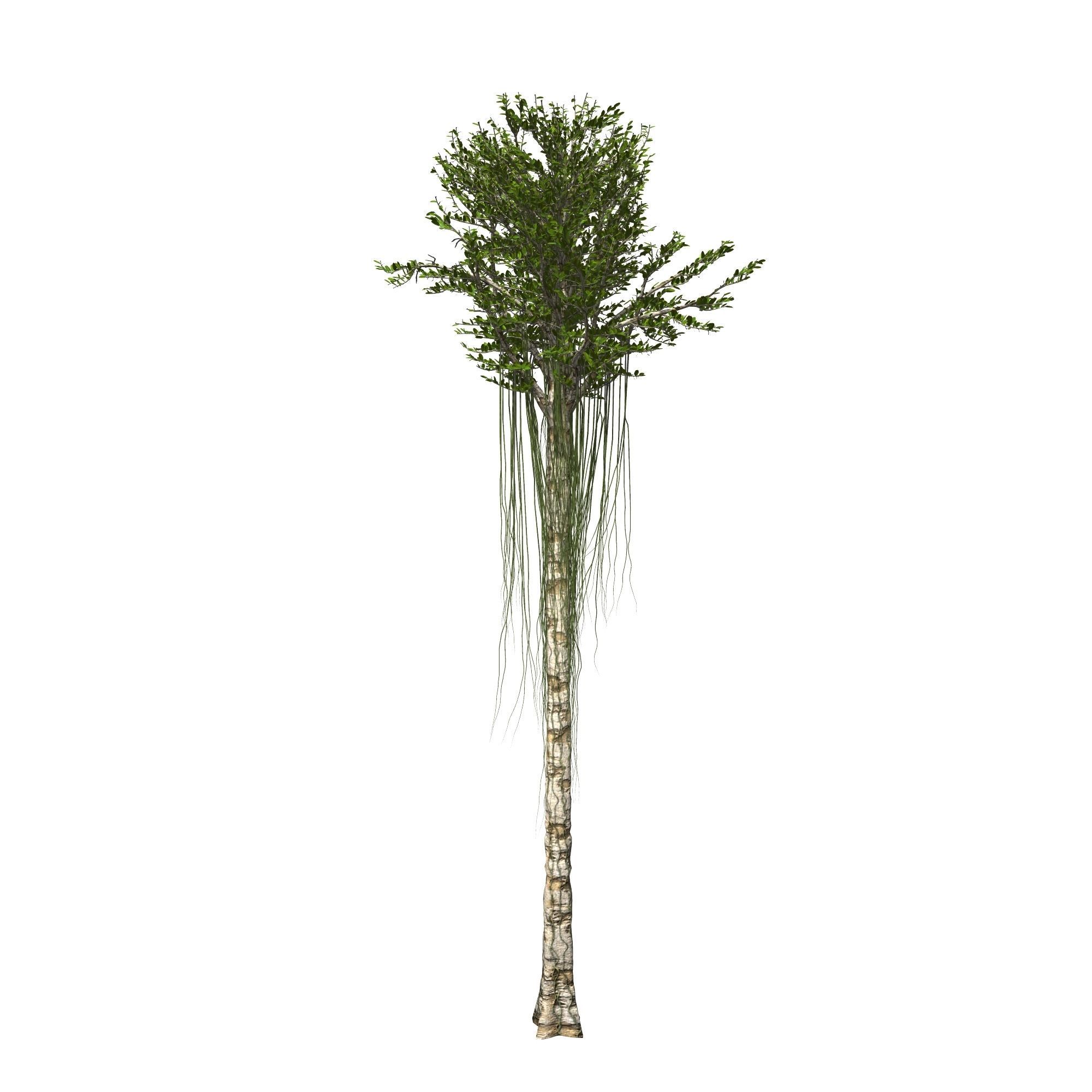 Aquilaria Agarwood tree 3D model_2