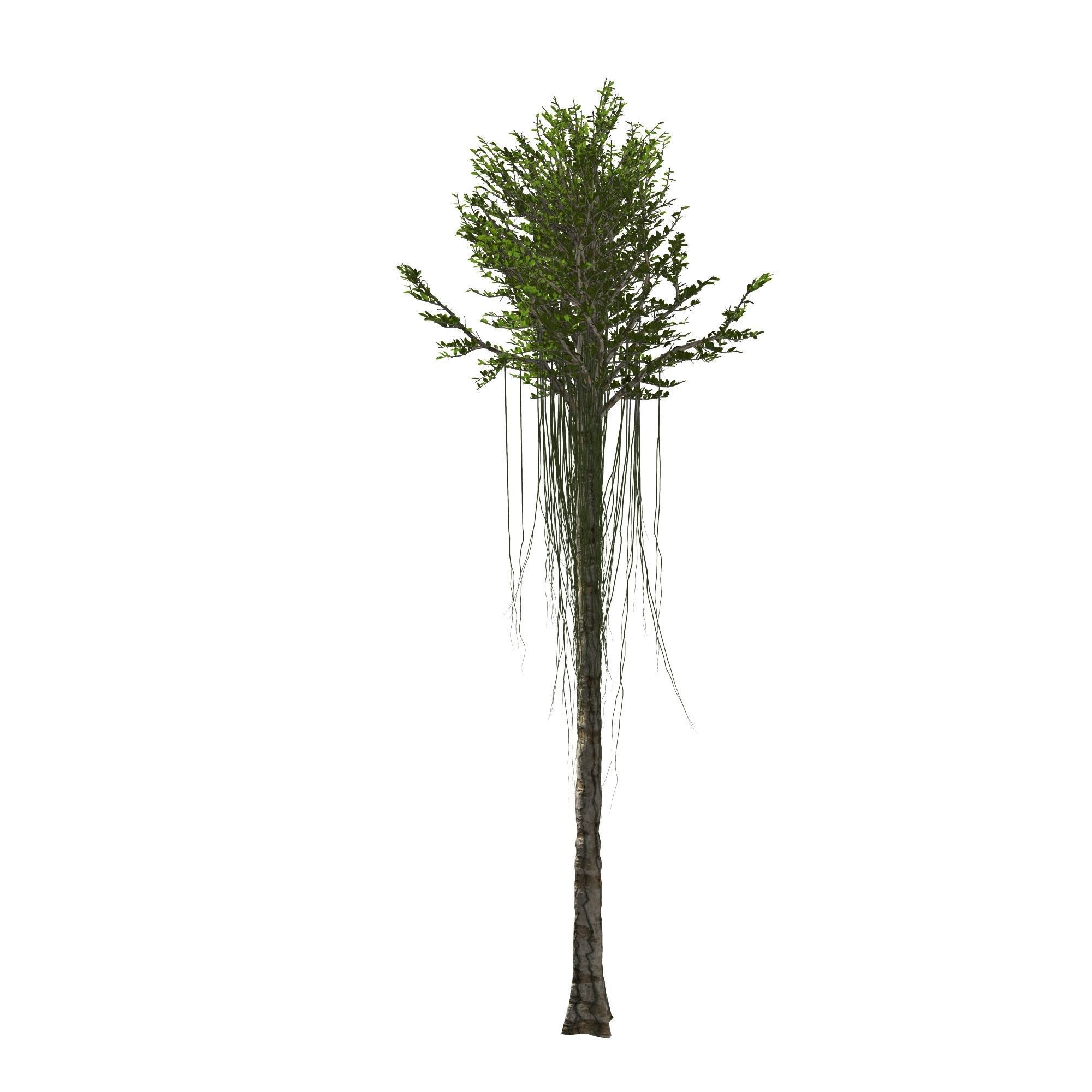 Aquilaria Agarwood tree 3D model_6