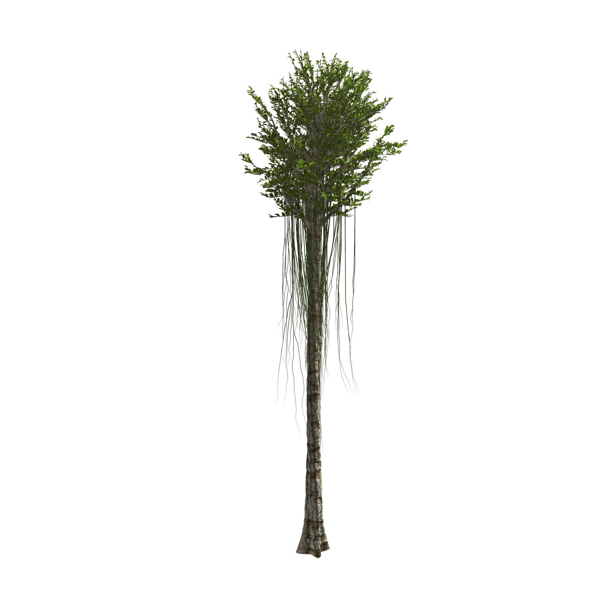 Aquilaria Agarwood tree 3D model_4
