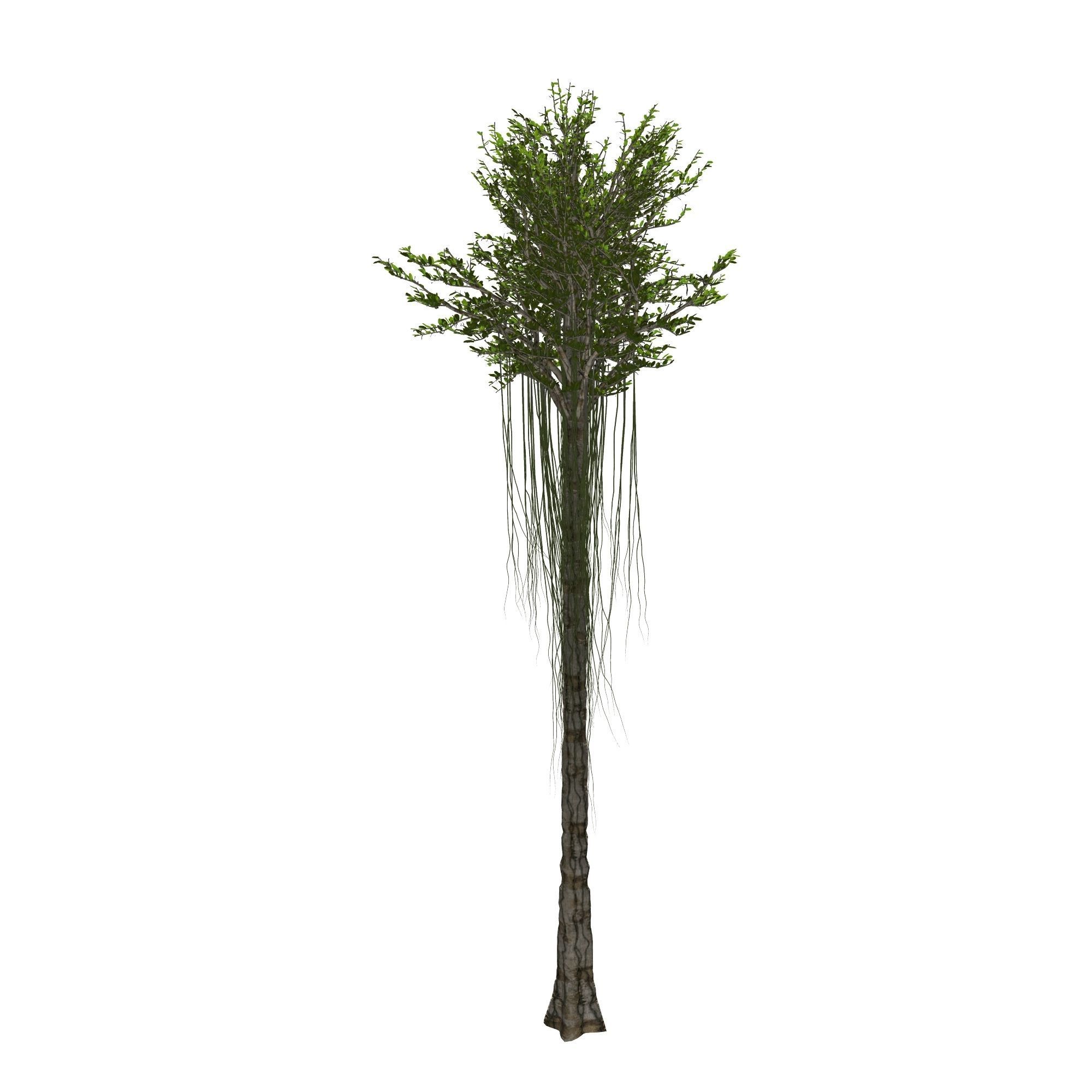 Aquilaria Agarwood tree 3D model_5