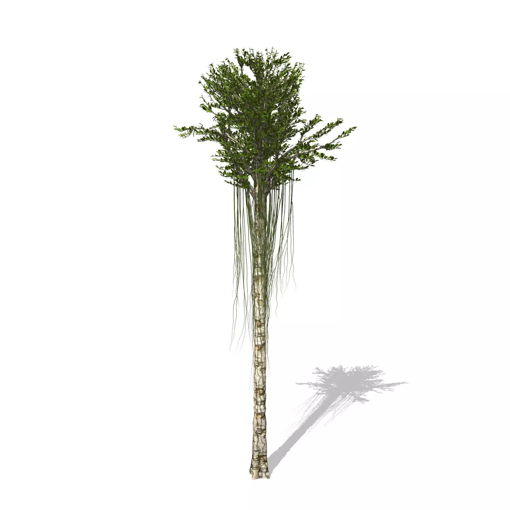 Aquilaria Agarwood tree 3D model_0