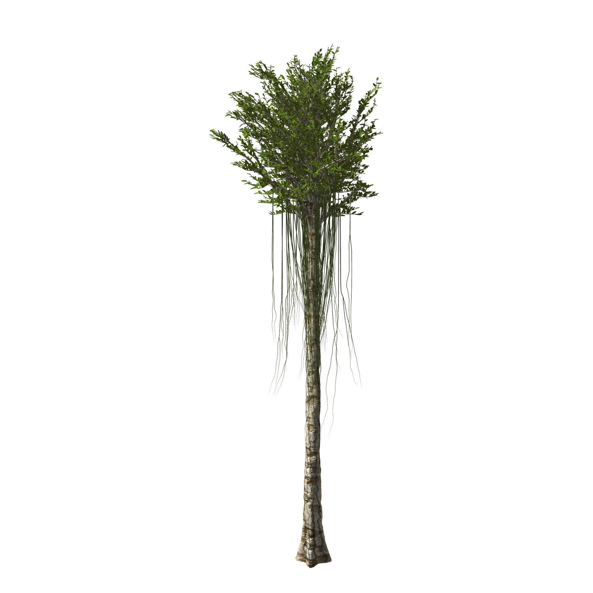 Aquilaria Agarwood tree 3D model_1