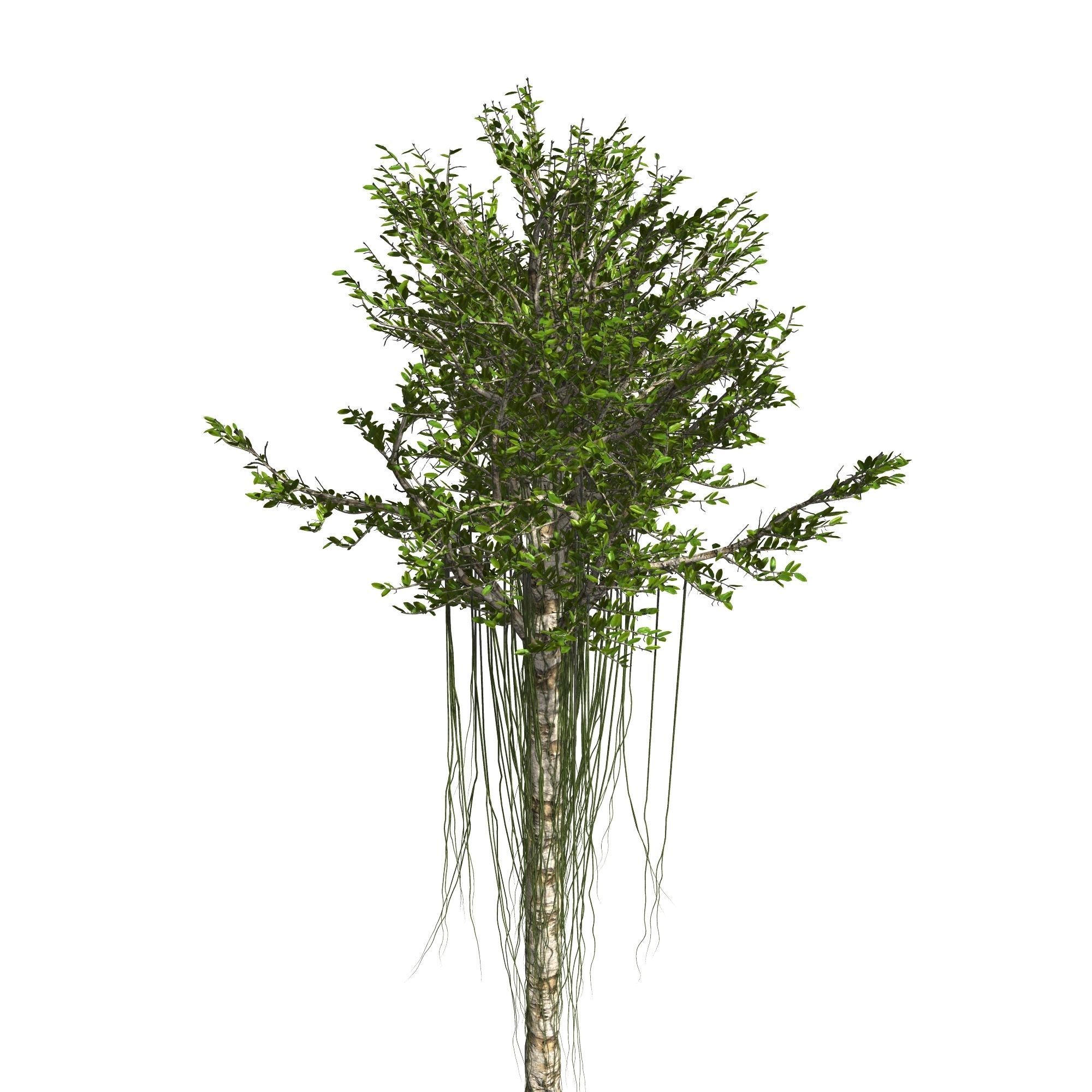 Aquilaria Agarwood tree 3D model_8