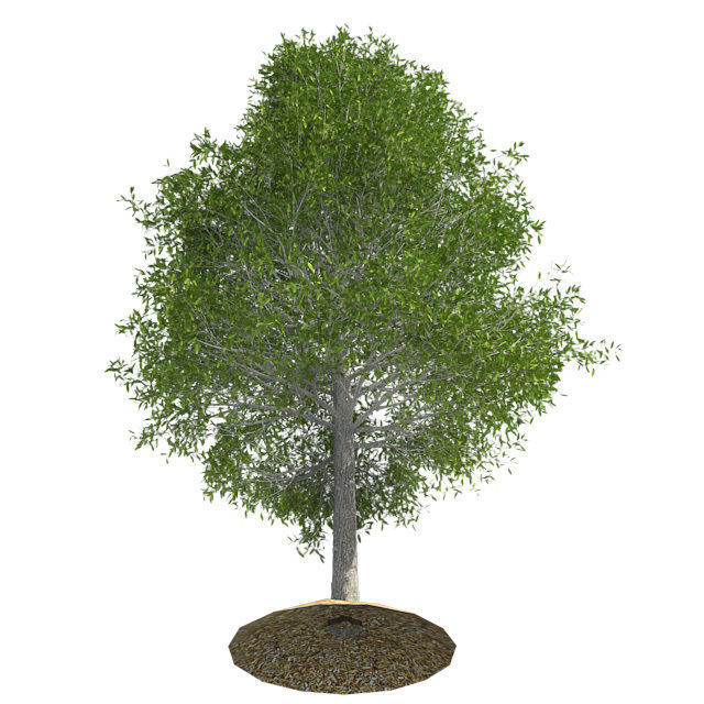 Shingle Oak Tree Low-poly 3D model_2