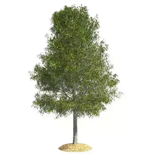 Shingle Oak Tree Low-poly 3D model