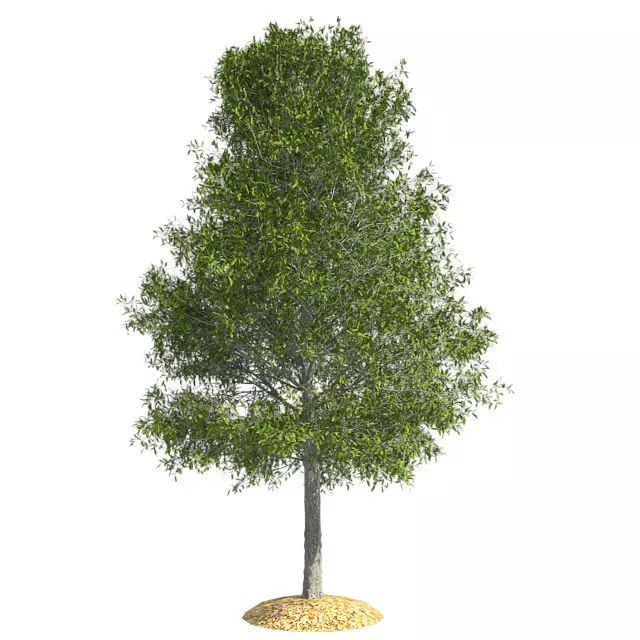 Shingle Oak Tree Low-poly 3D model_0