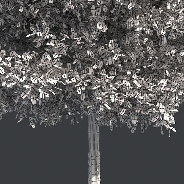 Shingle Oak Tree Low-poly 3D model_4