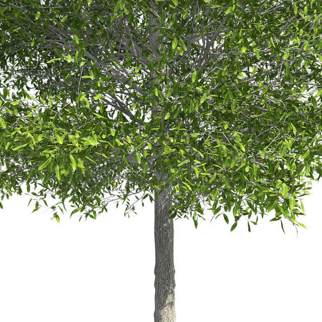 Shingle Oak Tree Low-poly 3D model_3