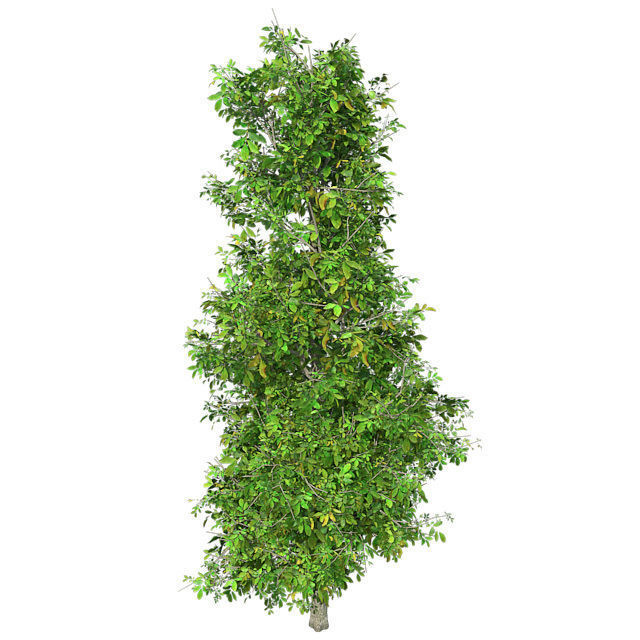 Sour wood Tree Low-poly 3D model_2