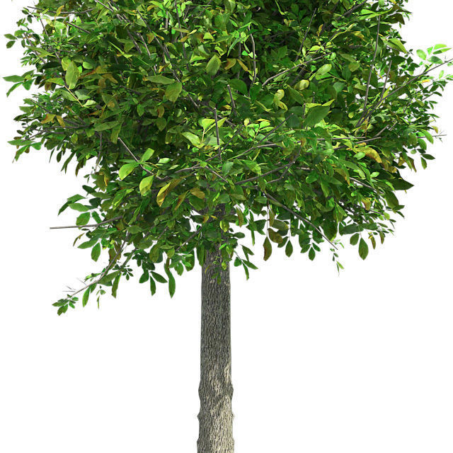 Sour wood Tree Low-poly 3D model_3