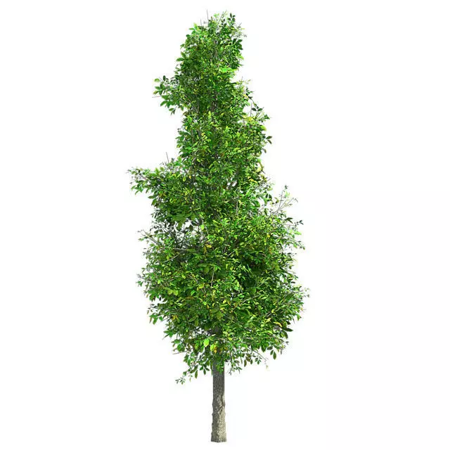 Sour wood Tree Low-poly 3D model_0