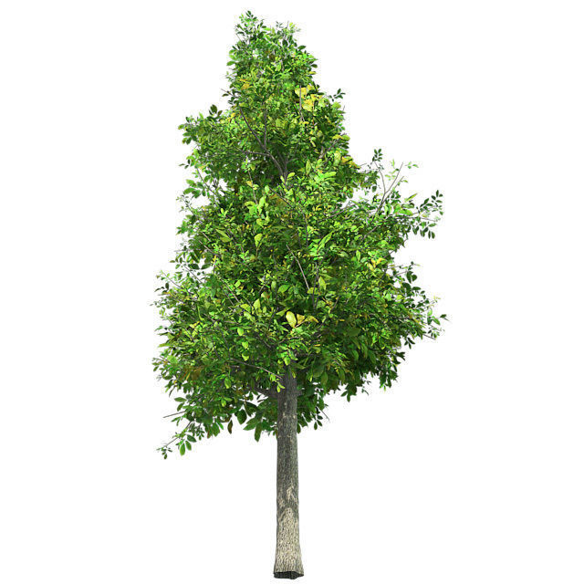 Sour wood Tree Low-poly 3D model_1