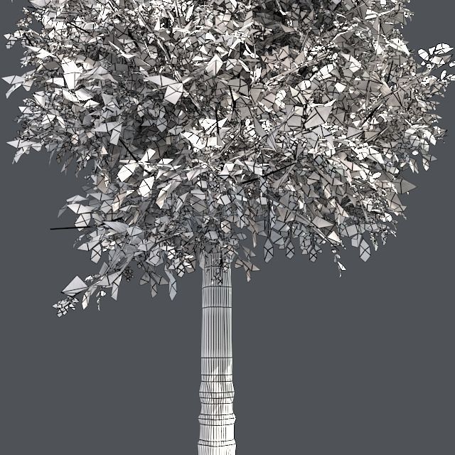 Sour wood Tree Low-poly 3D model_4