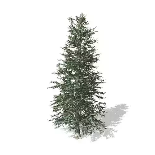 Blue Spruce tree