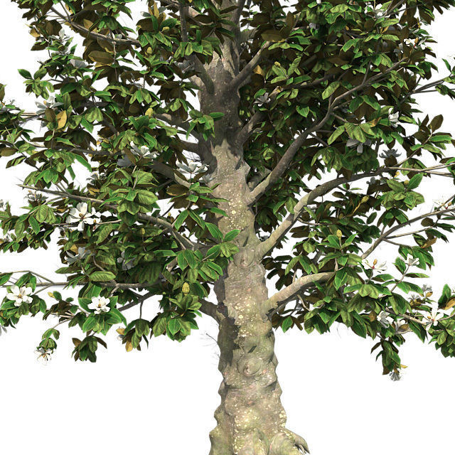 Southern Magnolia Flower Tree Low-poly 3D model_3