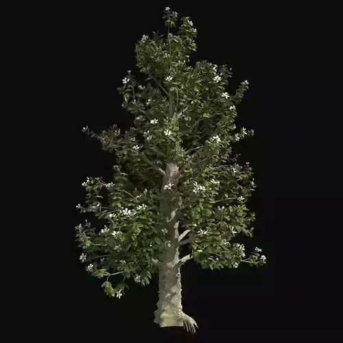 Southern Magnolia Flower Tree Low-poly 3D model