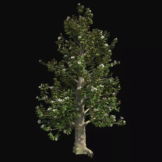 Southern Magnolia Flower Tree Low-poly 3D model_0
