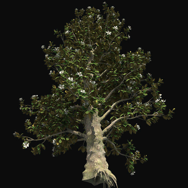Southern Magnolia Flower Tree Low-poly 3D model_1