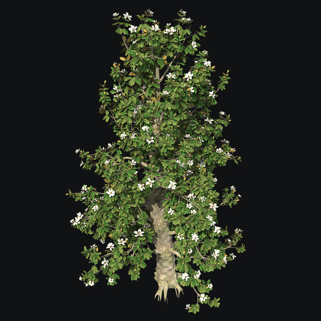 Southern Magnolia Flower Tree Low-poly 3D model_2