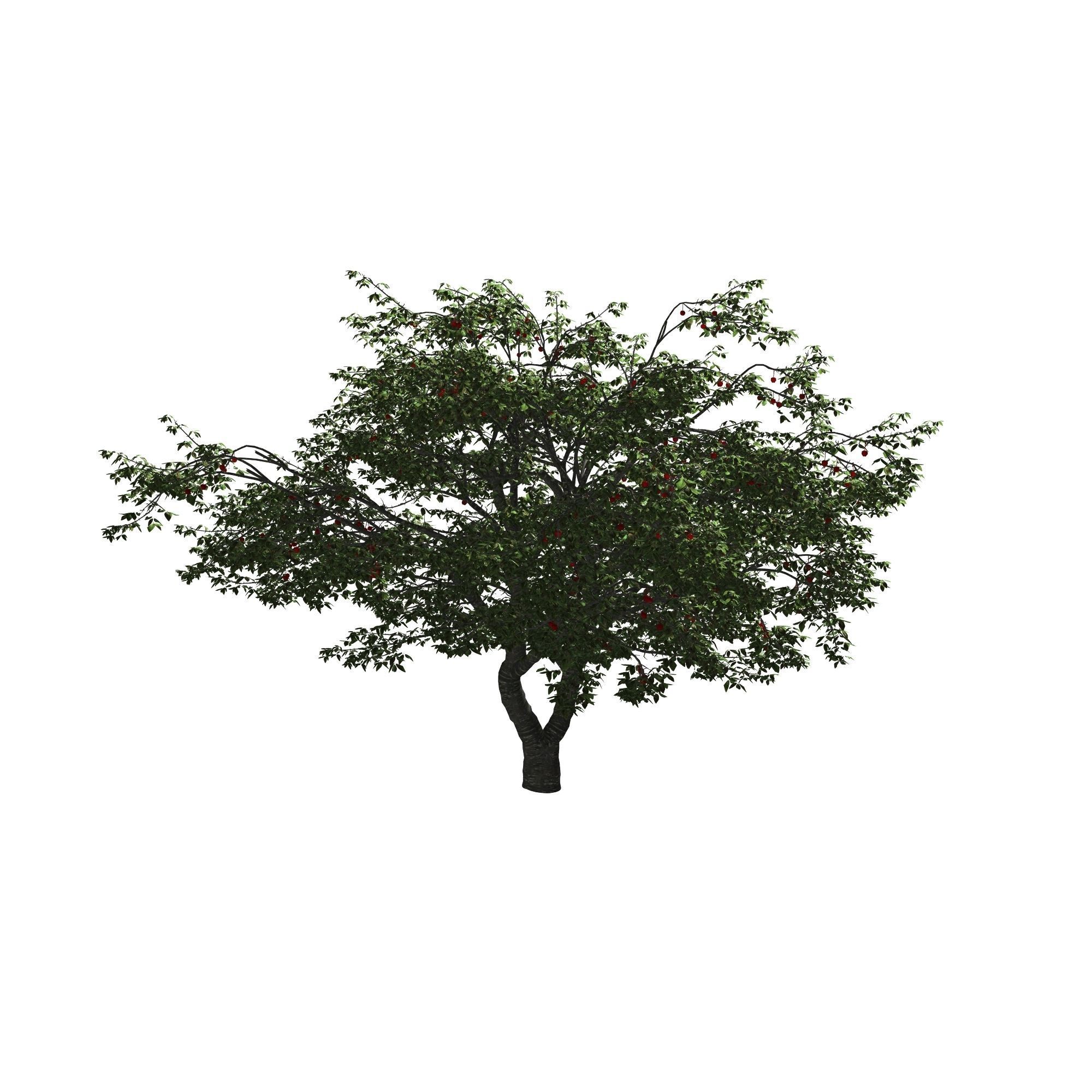 Cherry Tree 3D model_7