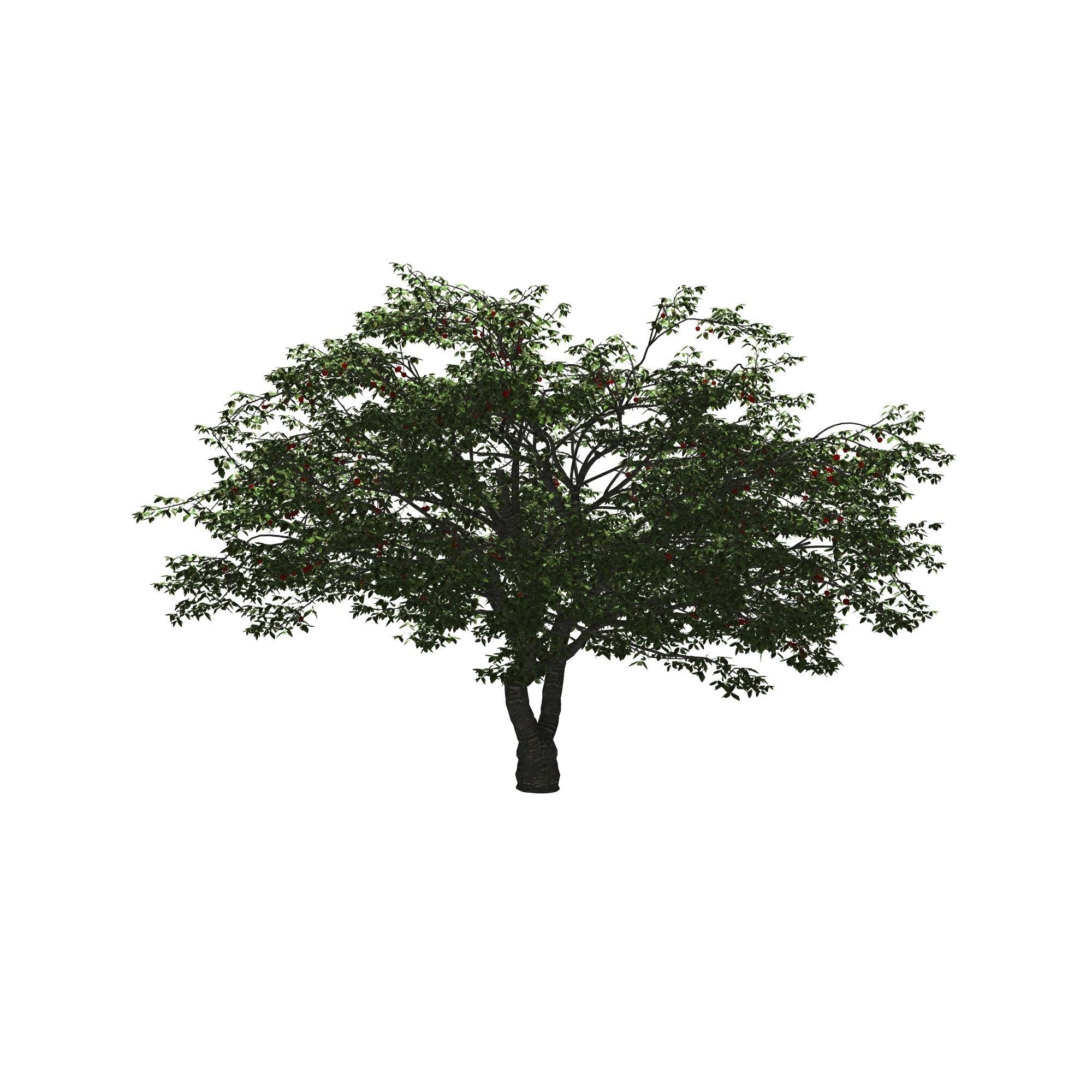 Cherry Tree 3D model_6