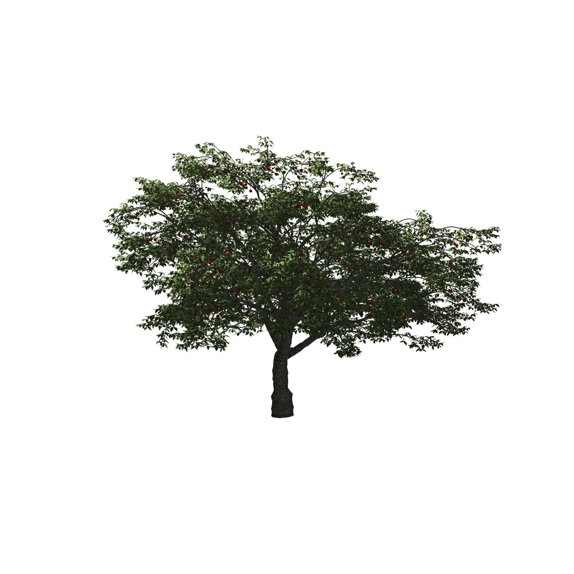 Cherry Tree 3D model_5