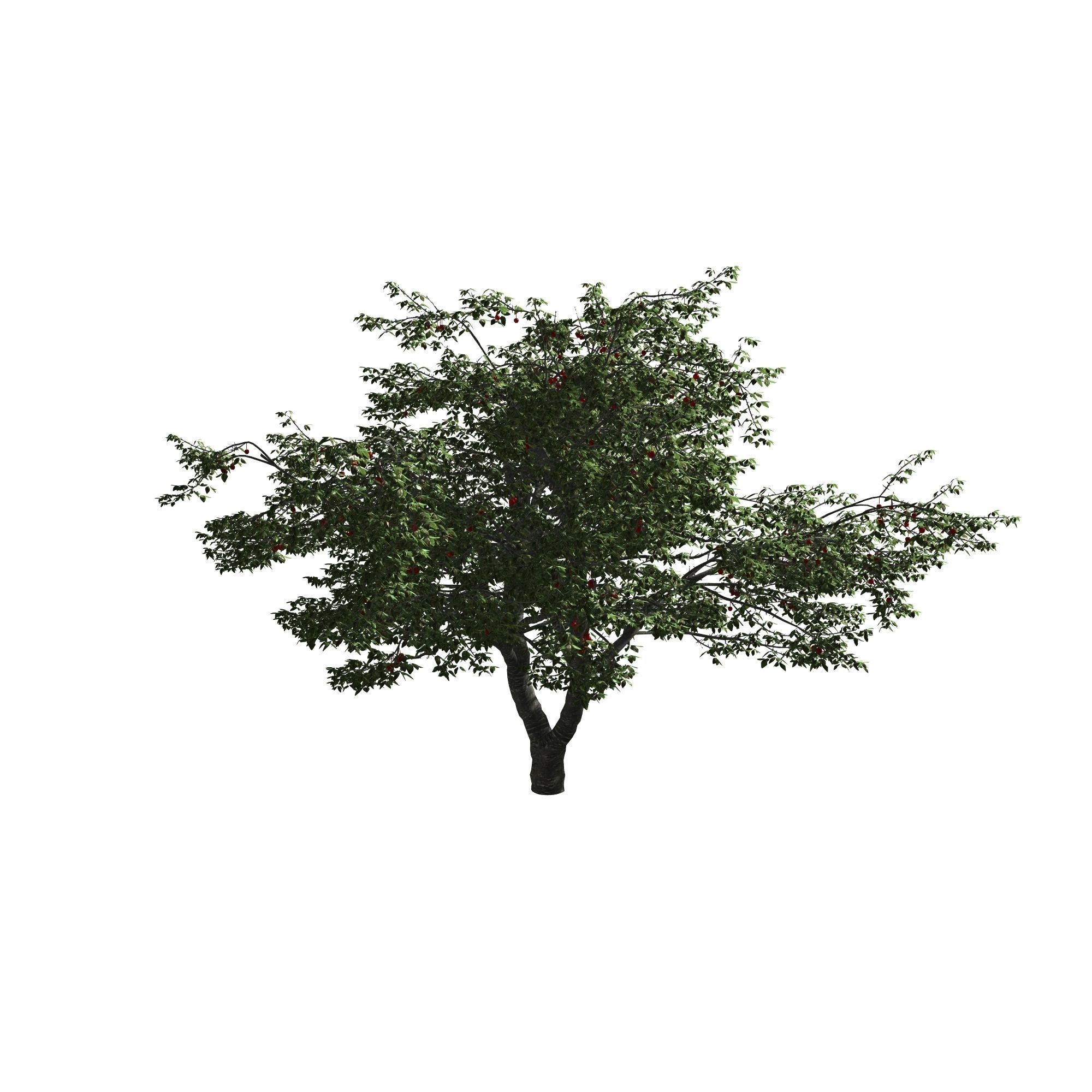Cherry Tree 3D model_8