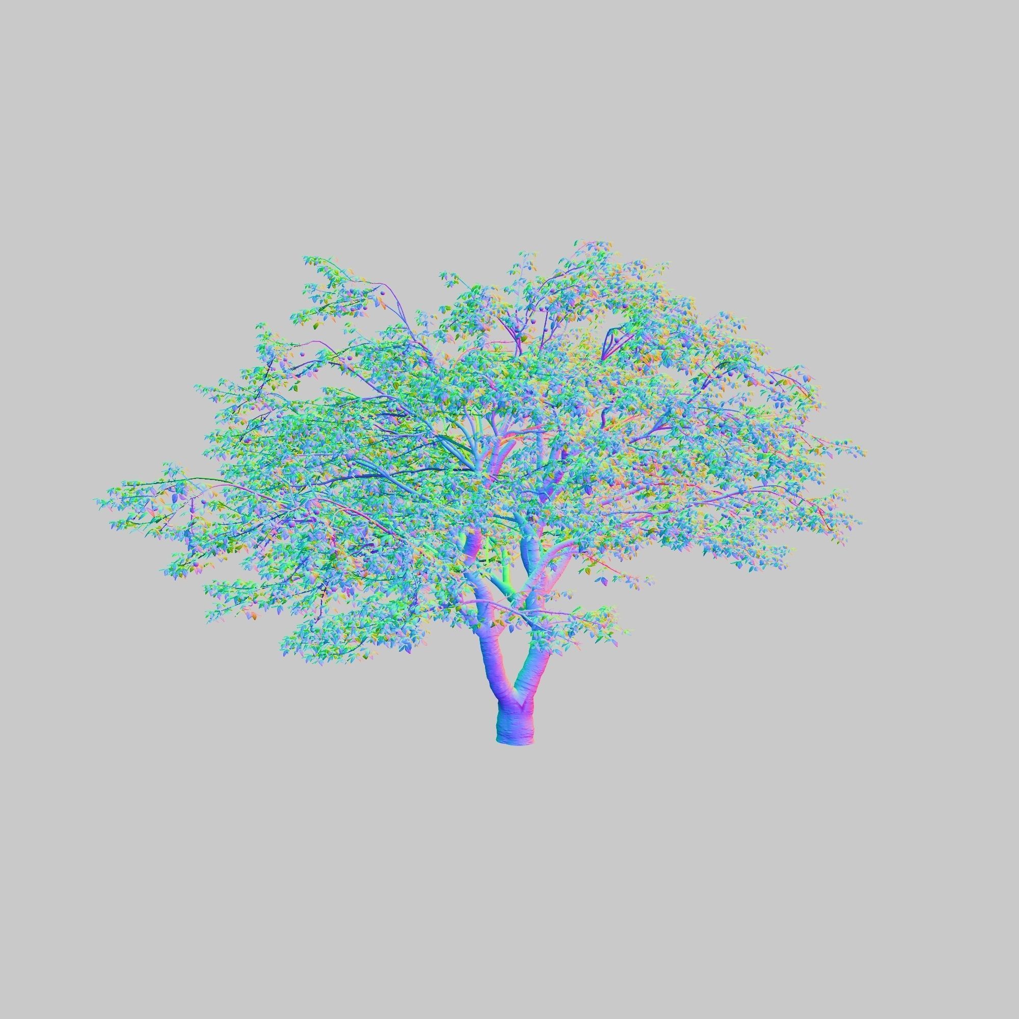 Cherry Tree 3D model_10