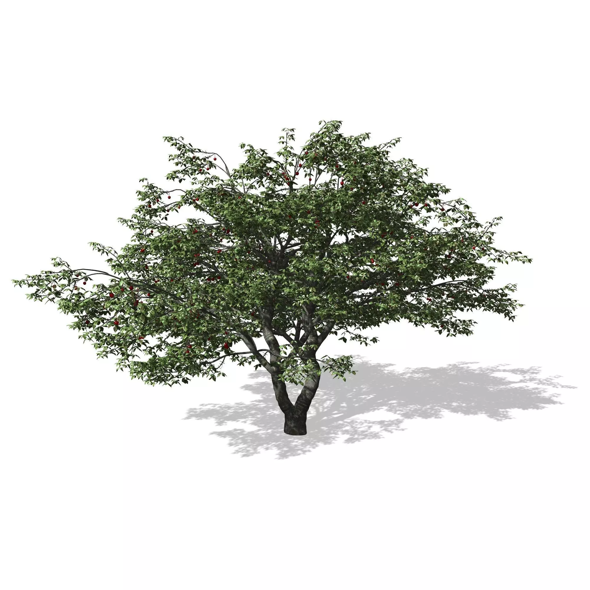 Cherry Tree 3D model_0