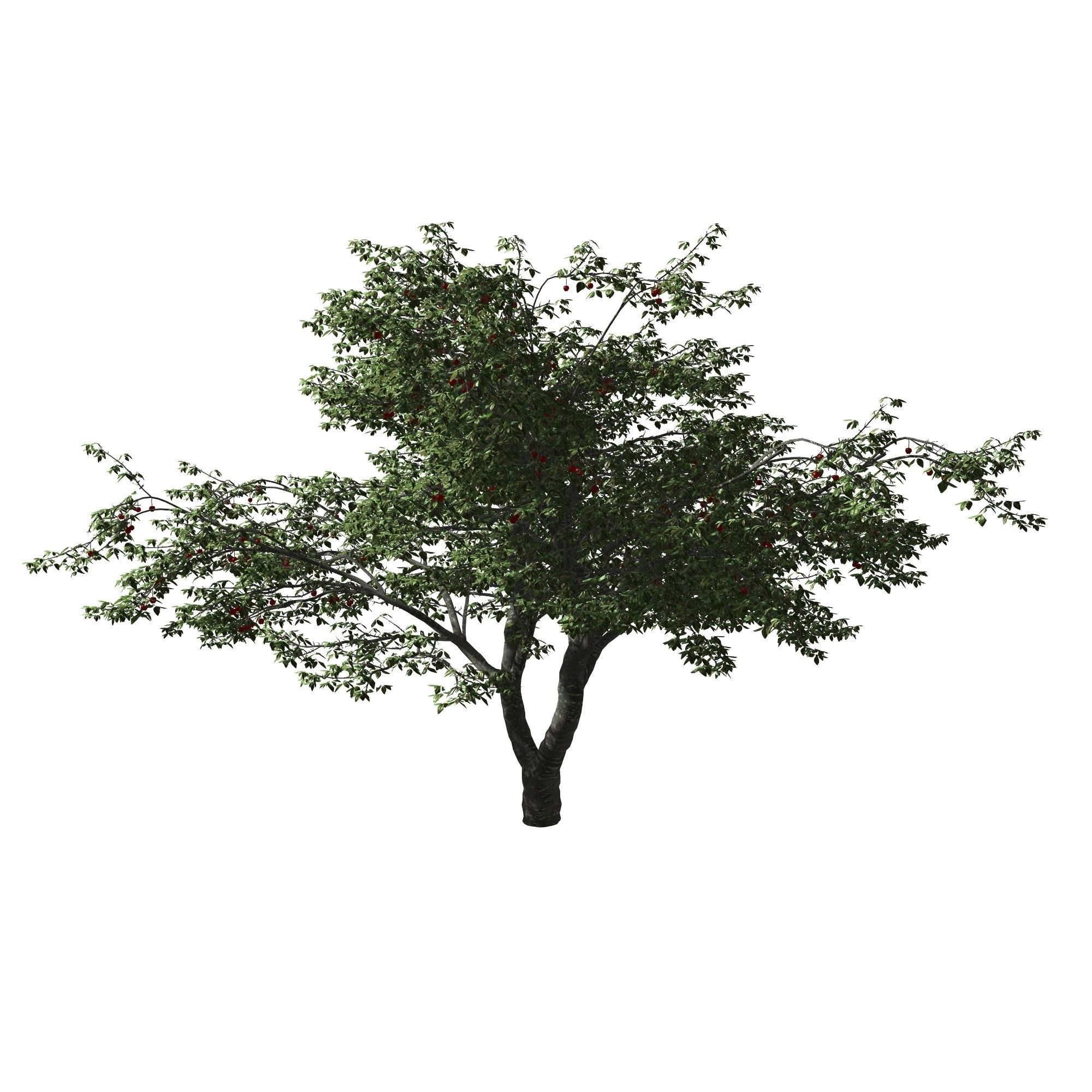 Cherry Tree 3D model_3