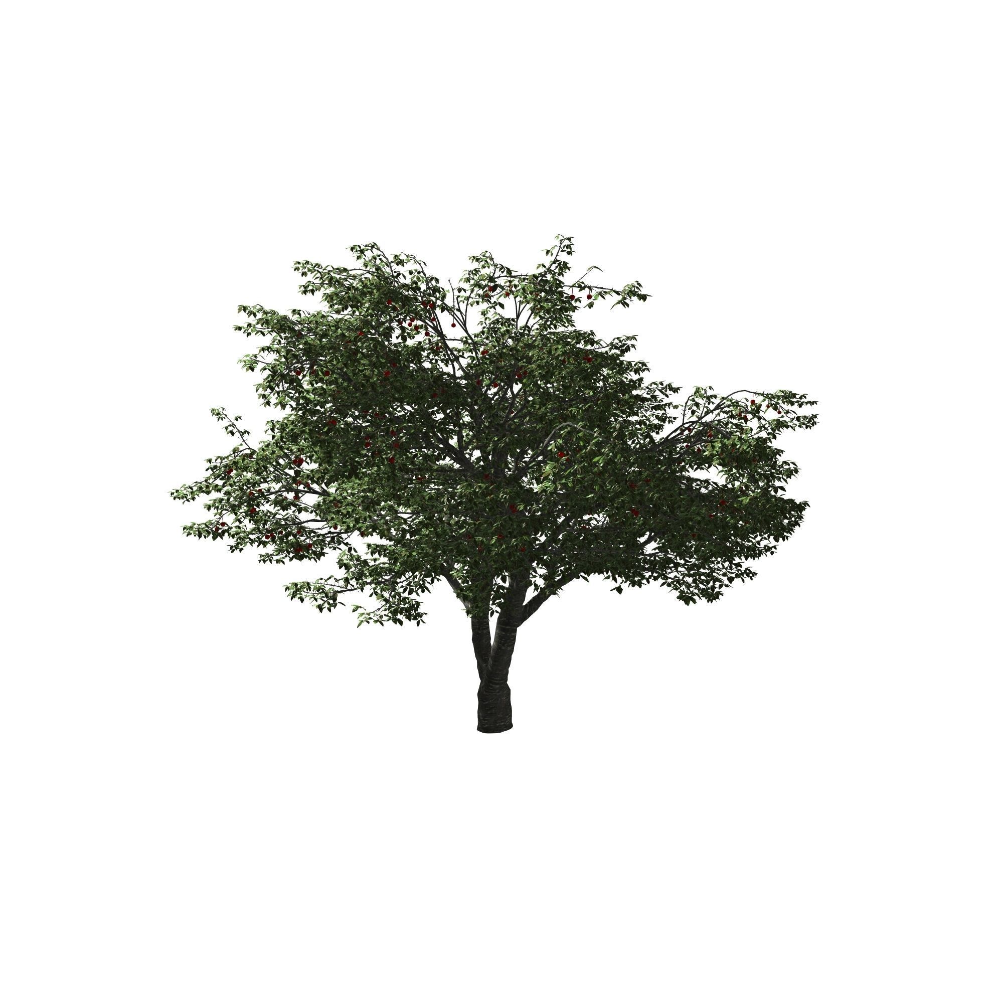 Cherry Tree 3D model_4