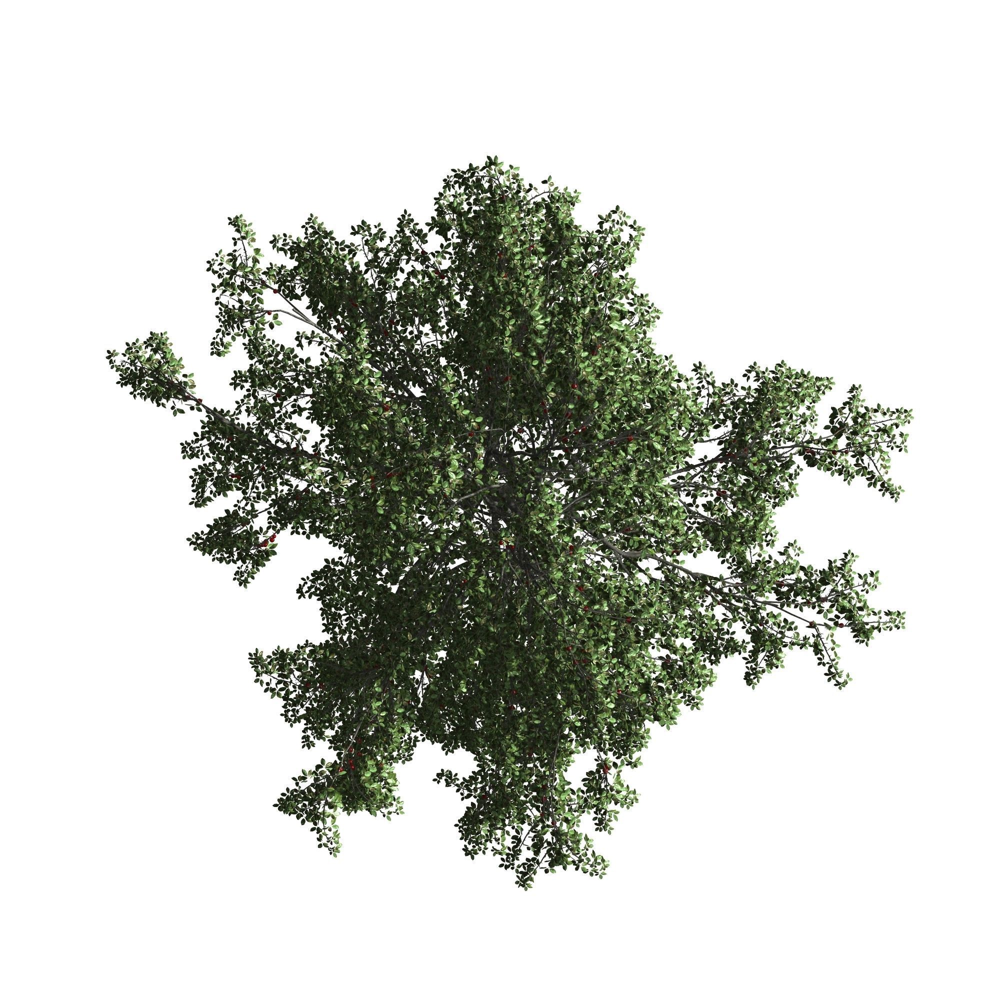 Cherry Tree 3D model_9