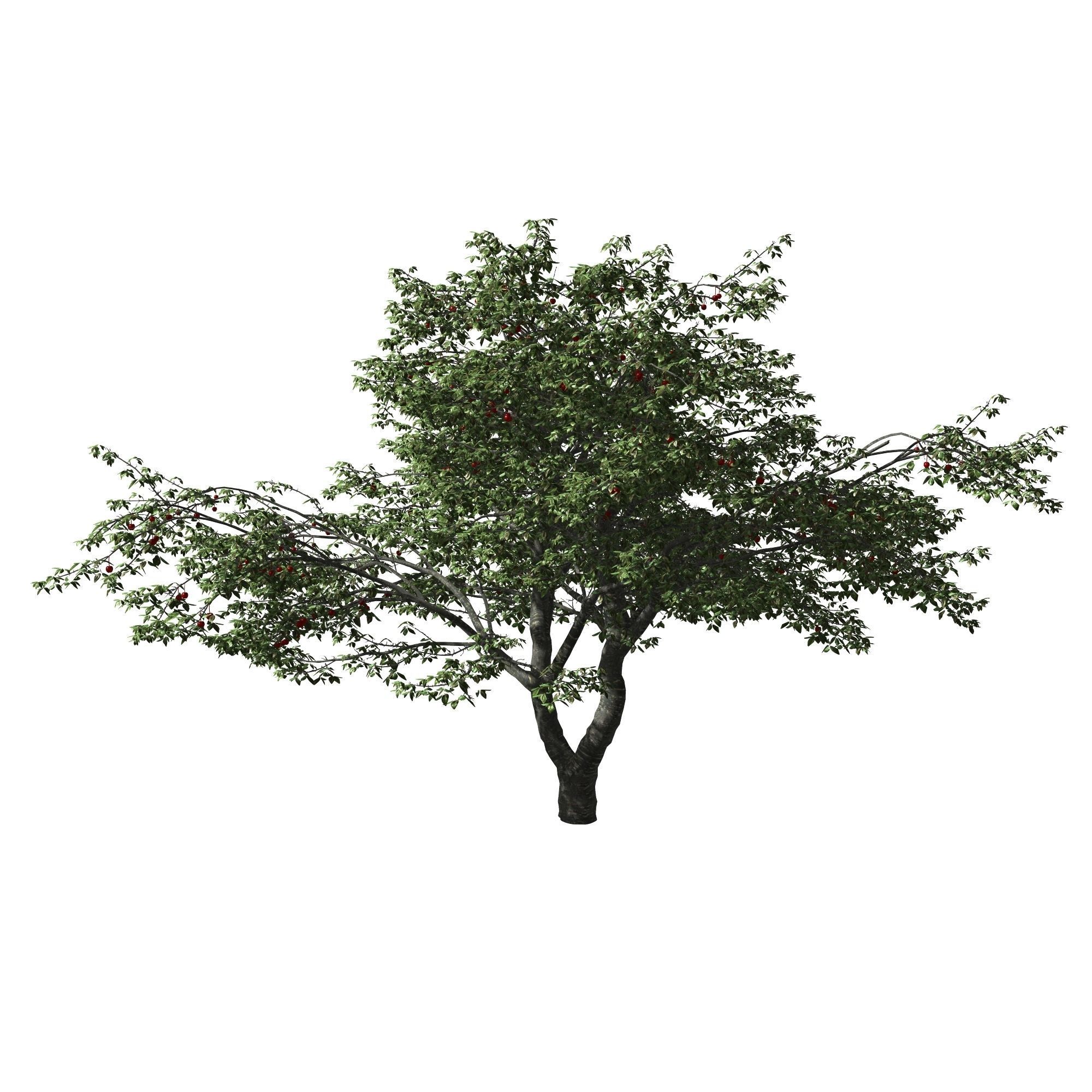 Cherry Tree 3D model_2